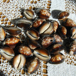 Snakehead Cowrie Shells Cypraea Caputserpentis