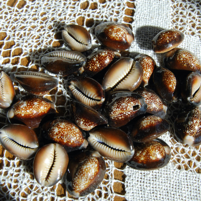 Snakehead Cowrie Shells Cypraea Caputserpentis