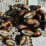 Snakehead Cowrie Shells Cypraea Caputserpentis