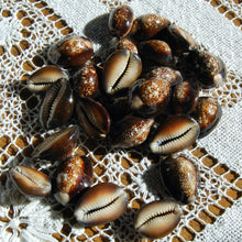 Load image into Gallery viewer, Snakehead Cowrie Shells Cypraea Caputserpentis
