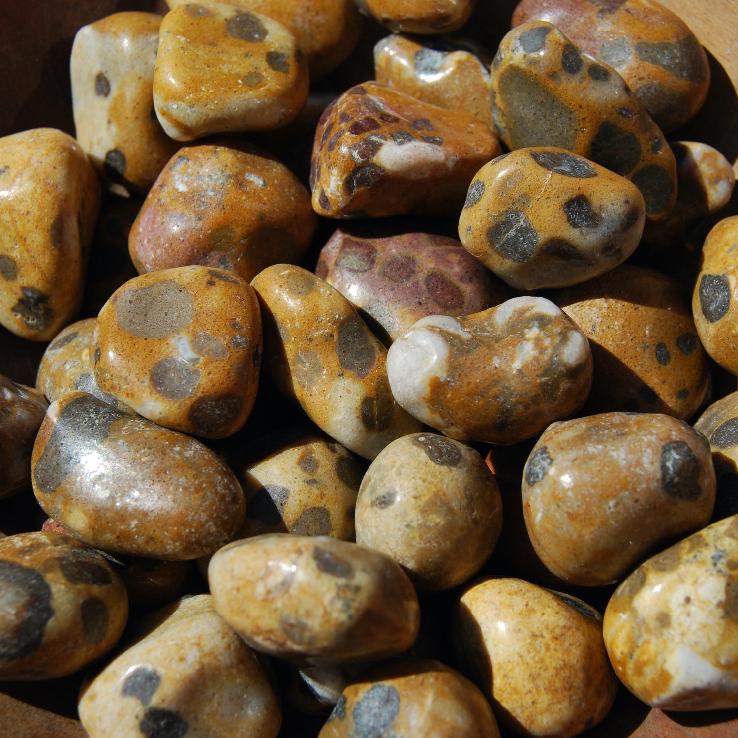 Leopardskin Jasper Tumbled Stones