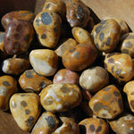 Leopardskin Jasper Tumbled Stones