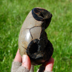 Septarian Dragon Egg Geode Crystal Egg