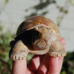 Master Carved Fossil Coral Crystal Turtle Realistic