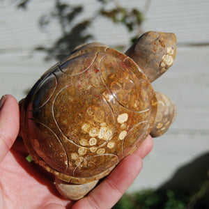 Master Carved Fossil Coral Crystal Turtle Realistic