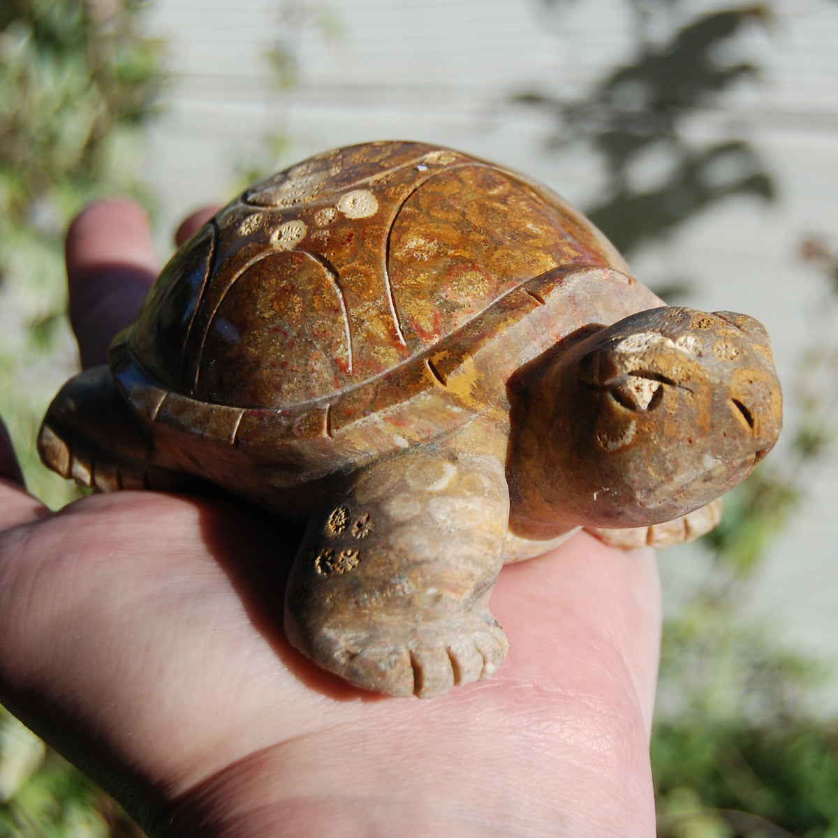 Master Carved Fossil Coral Crystal Turtle Realistic