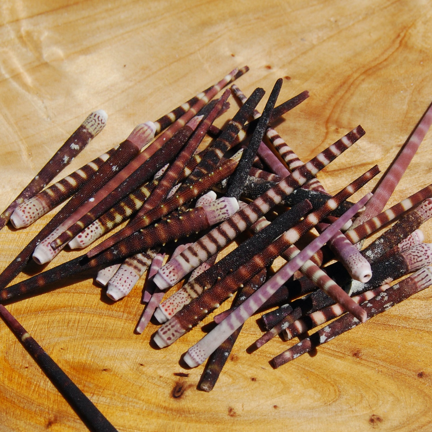 Tiger Urchin Spines Purple