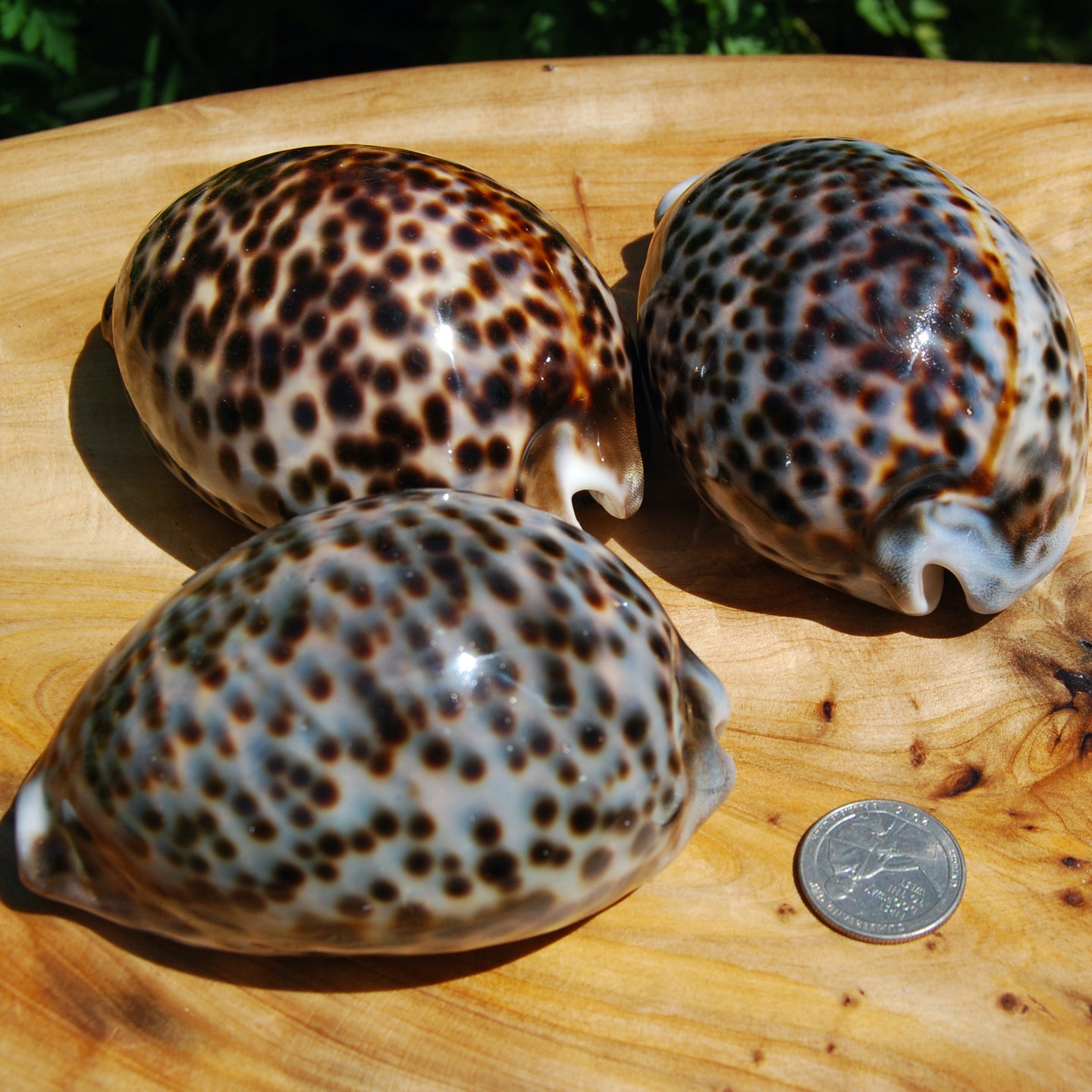Purple Top Snakehead Cowrie Shells, Cypraea Caputserpentis