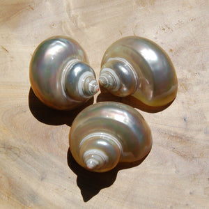 Pearlized Turbo petholatus Shell Mother of Pearl Seashell 