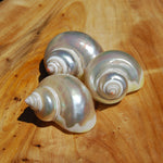 Pearlized Turbo petholatus Shell Mother of Pearl Seashell 