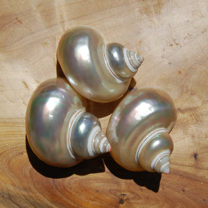 Pearlized Turbo petholatus Shell Mother of Pearl Seashell 