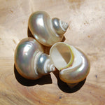 Pearlized Turbo petholatus Shell Mother of Pearl Seashell 