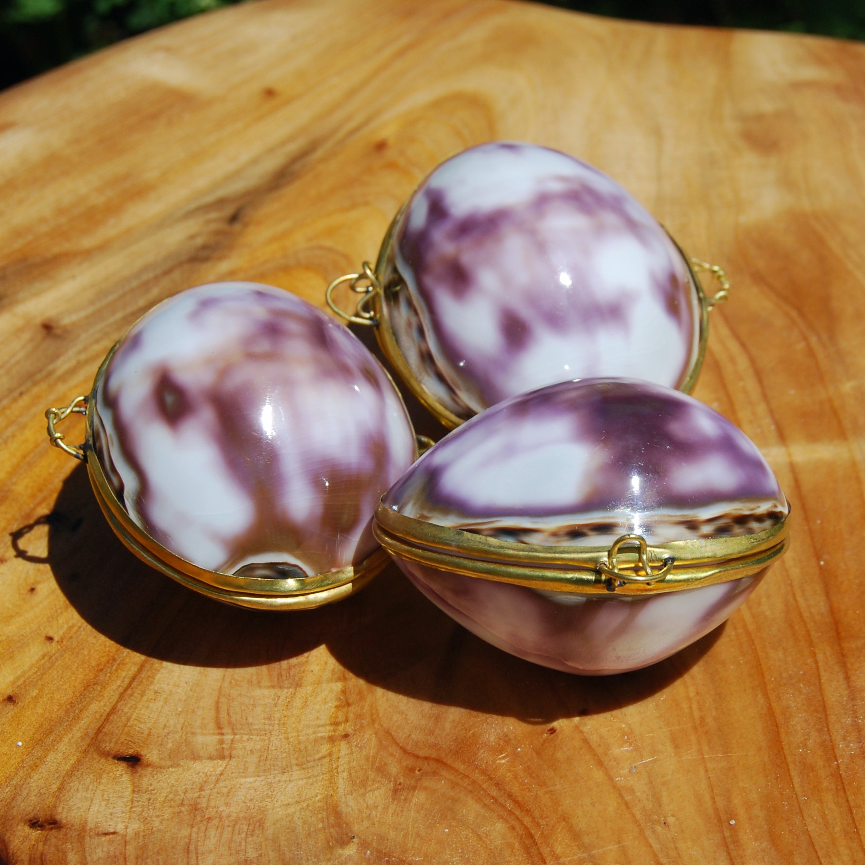 Purple Top Tiger Cowrie Shell Coin Purse Pill Box Cypraea tigris Cowry Seashell