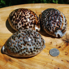 Load image into Gallery viewer, Tiger Cowrie Shells Cypraea tigris Cowry
