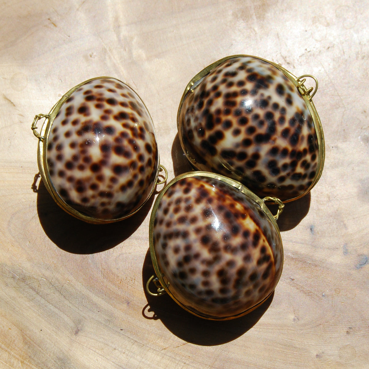 Tiger Cowrie Shell Coin Purse Pill Box Cypraea tigris 