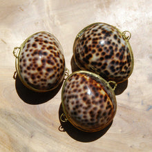 Load image into Gallery viewer, Tiger Cowrie Shell Coin Purse Pill Box Cypraea tigris 
