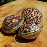 Tiger Cowrie Shell Coin Purse Pill Box Cypraea tigris 
