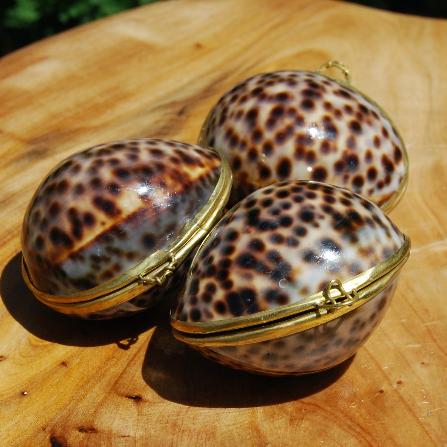 Tiger Cowrie Shell Coin Purse Pill Box Cypraea tigris 