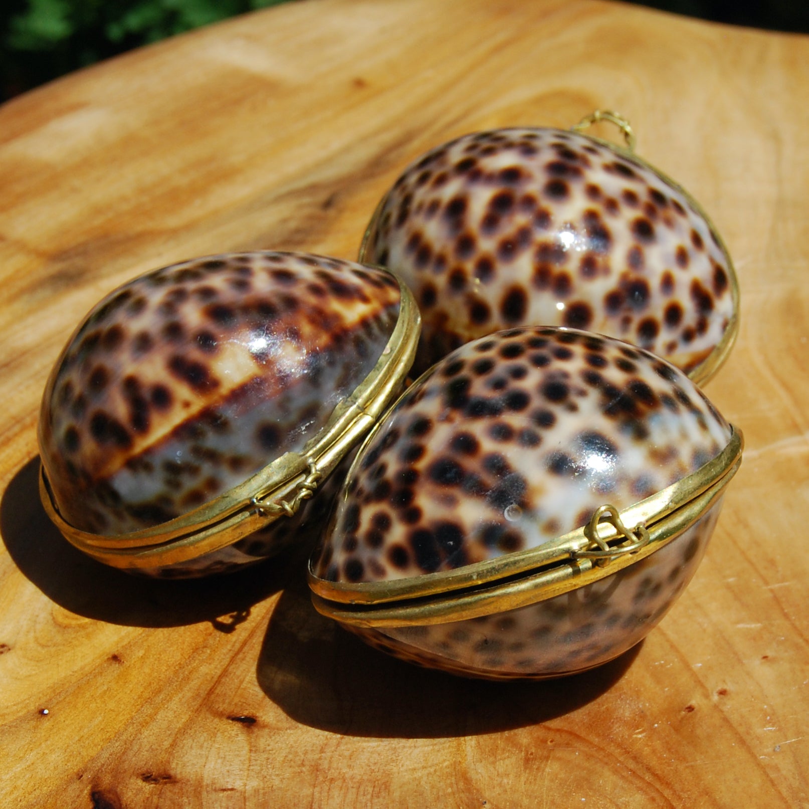 Tiger Cowrie Shell Coin Purse Pill Box Cypraea tigris 