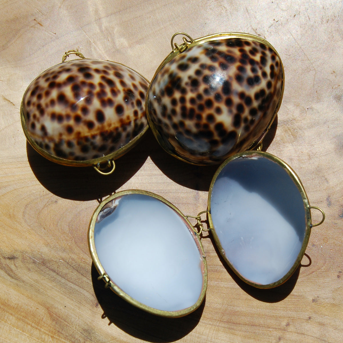 Tiger Cowrie Shell Coin Purse Pill Box Cypraea tigris 