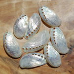Pearlized Donkey Ear Abalone Shells 2.5 to 3 Inch Haliotis asinina Mother of Pearl Seashell