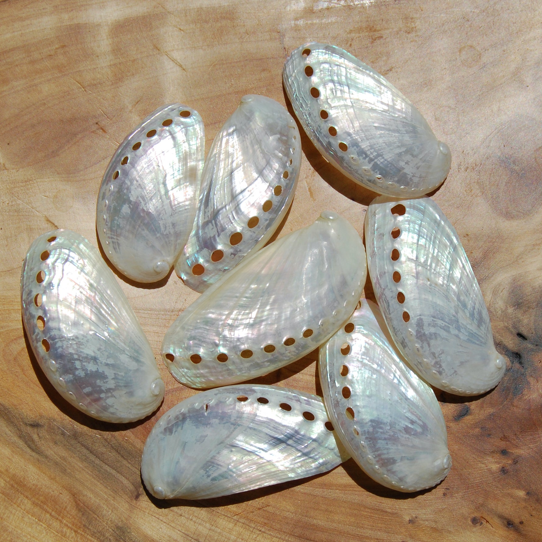 Pearlized Donkey Ear Abalone Shells 2.5 to 3 Inch Haliotis asinina Mother of Pearl Seashell