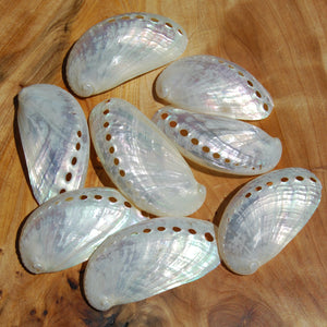 Pearlized Donkey Ear Abalone Shells 2.5 to 3 Inch Haliotis asinina Mother of Pearl Seashell