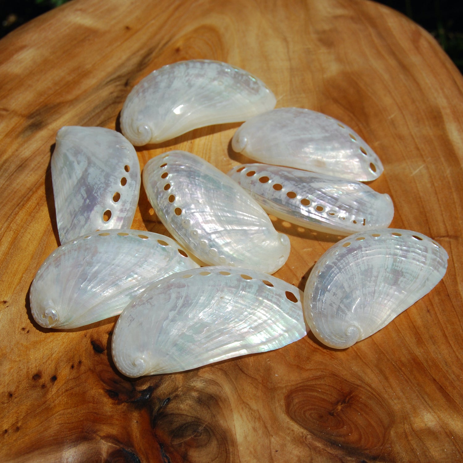 Pearlized Donkey Ear Abalone Shells 2.5 to 3 Inch Haliotis asinina Mother of Pearl Seashell