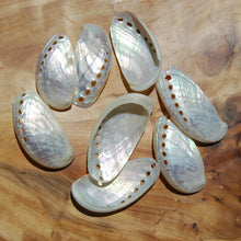 Load image into Gallery viewer, Pearlized Donkey Ear Abalone Shells 2.5 to 3 Inch Haliotis asinina Mother of Pearl Seashell
