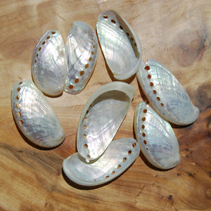 Pearlized Donkey Ear Abalone Shells 2.5 to 3 Inch Haliotis asinina Mother of Pearl Seashell