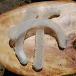 Venus's Flower Basket Euplectella aspergillum Glass Sponge