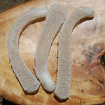 Venus's Flower Basket Euplectella aspergillum Glass Sponge
