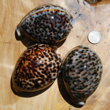 Load image into Gallery viewer, Tiger Cowrie Shells Cypraea tigris Cowry
