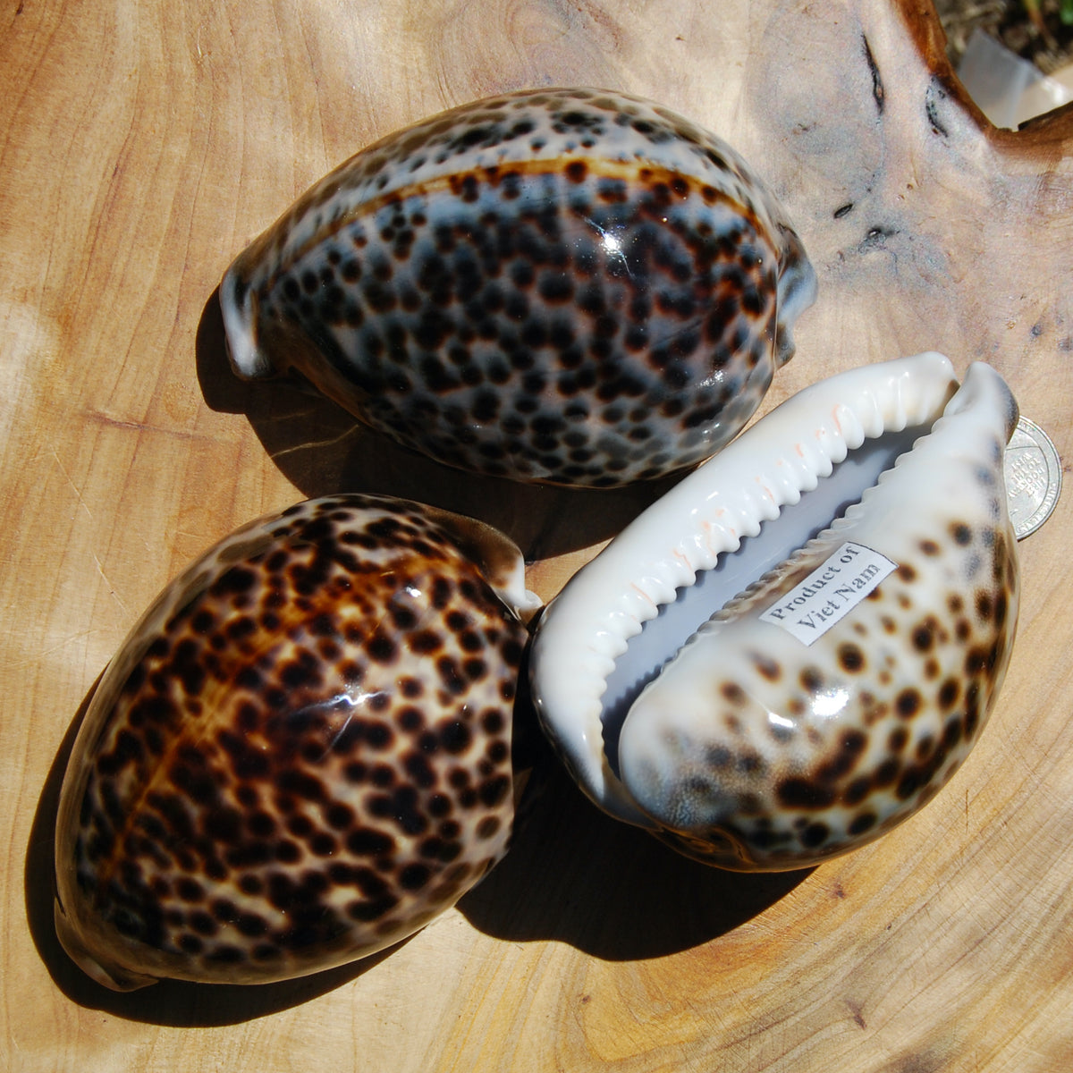 Tiger Cowrie Shells Cypraea tigris Cowry