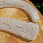 Venus's Flower Basket Euplectella aspergillum Glass Sponge