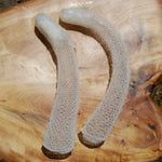 Venus's Flower Basket Euplectella aspergillum Glass Sponge