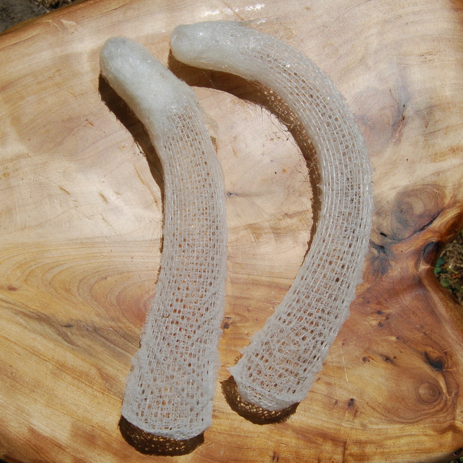 Venus's Flower Basket Euplectella aspergillum Glass Sponge