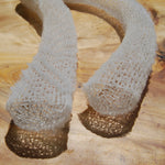 Venus's Flower Basket Euplectella aspergillum Glass Sponge