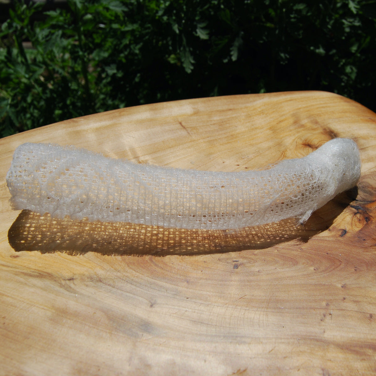 Venus's Flower Basket Euplectella aspergillum Glass Sponge