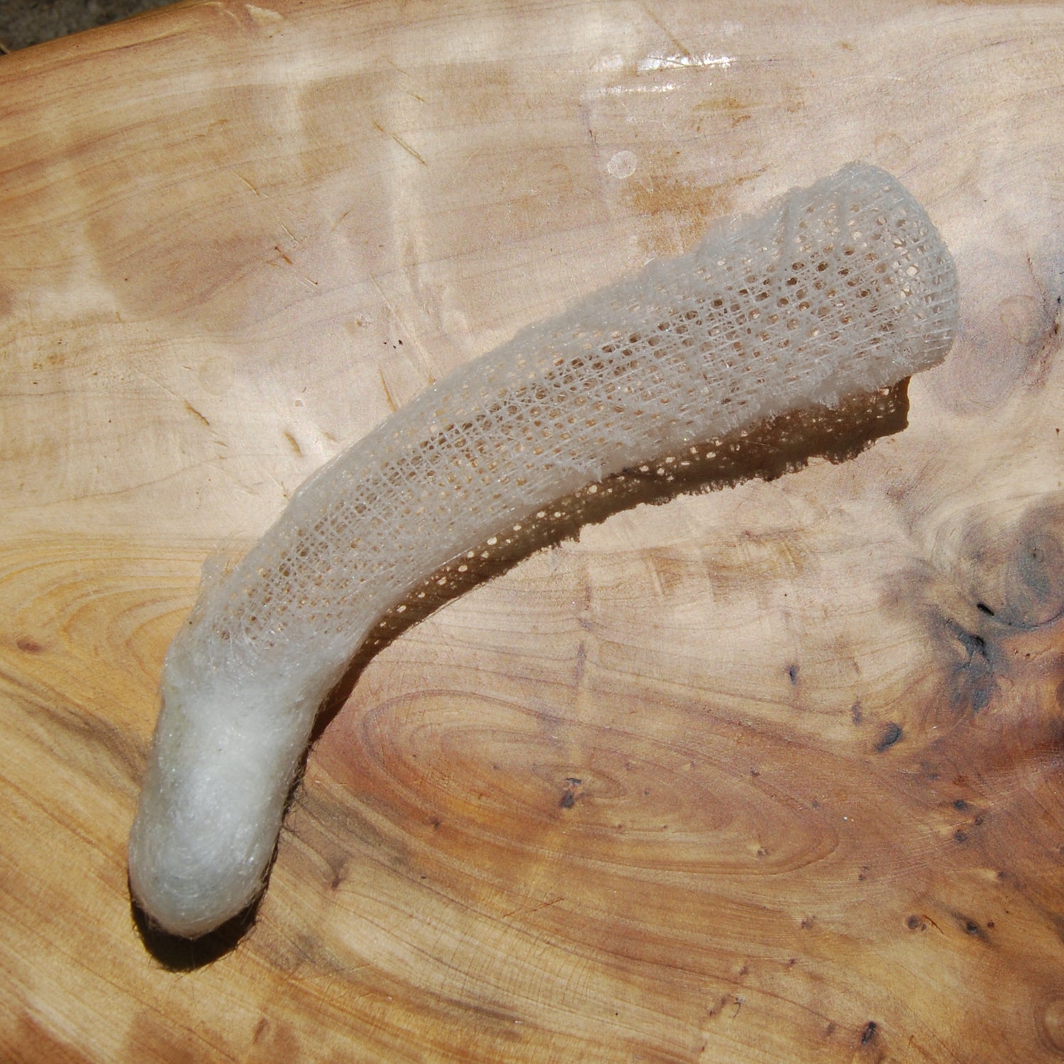 Venus's Flower Basket Euplectella aspergillum Glass Sponge