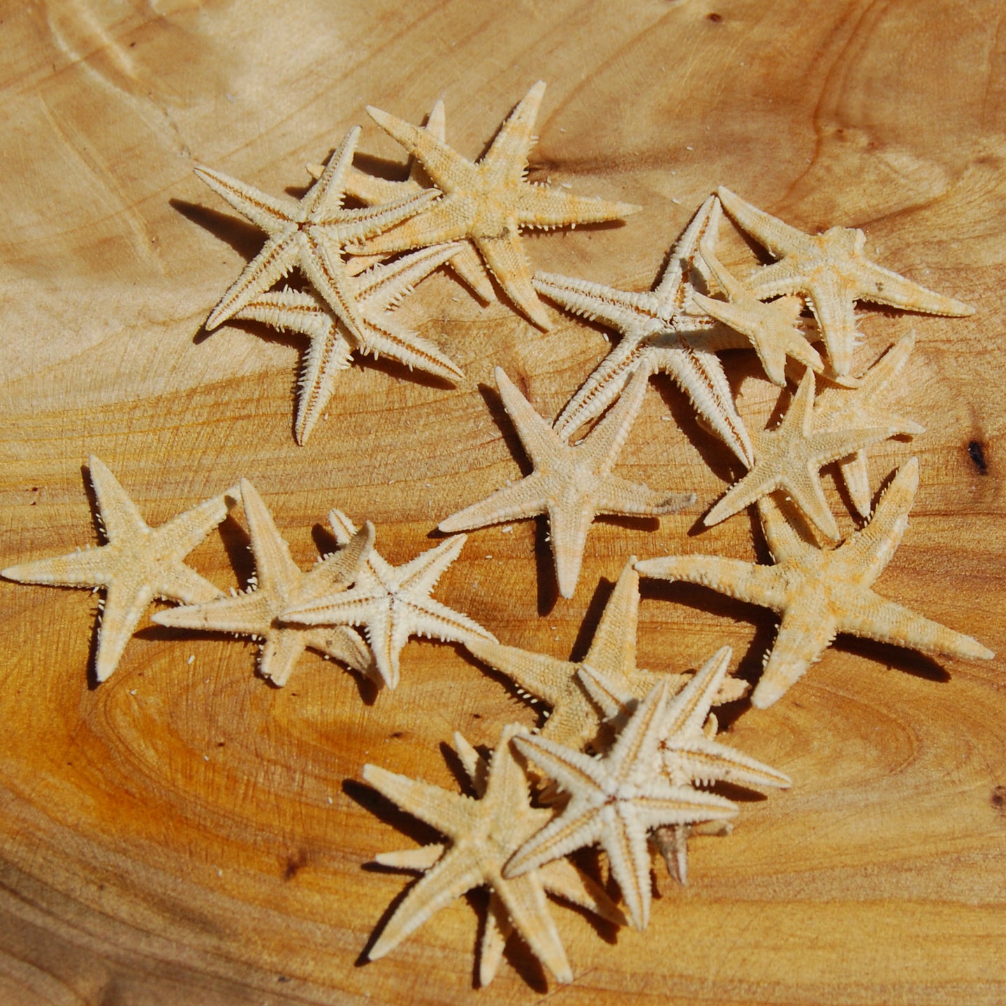 Tiny Natural Dried Starfish .75