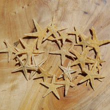 Load image into Gallery viewer, Tiny Natural Dried Starfish .75&quot; to 1&quot;
