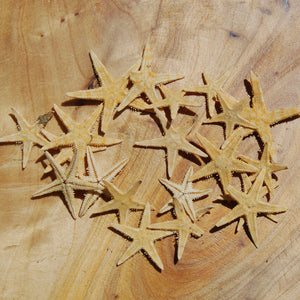 Tiny Natural Dried Starfish .75" to 1"
