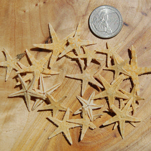 Tiny Natural Dried Starfish .75" to 1"