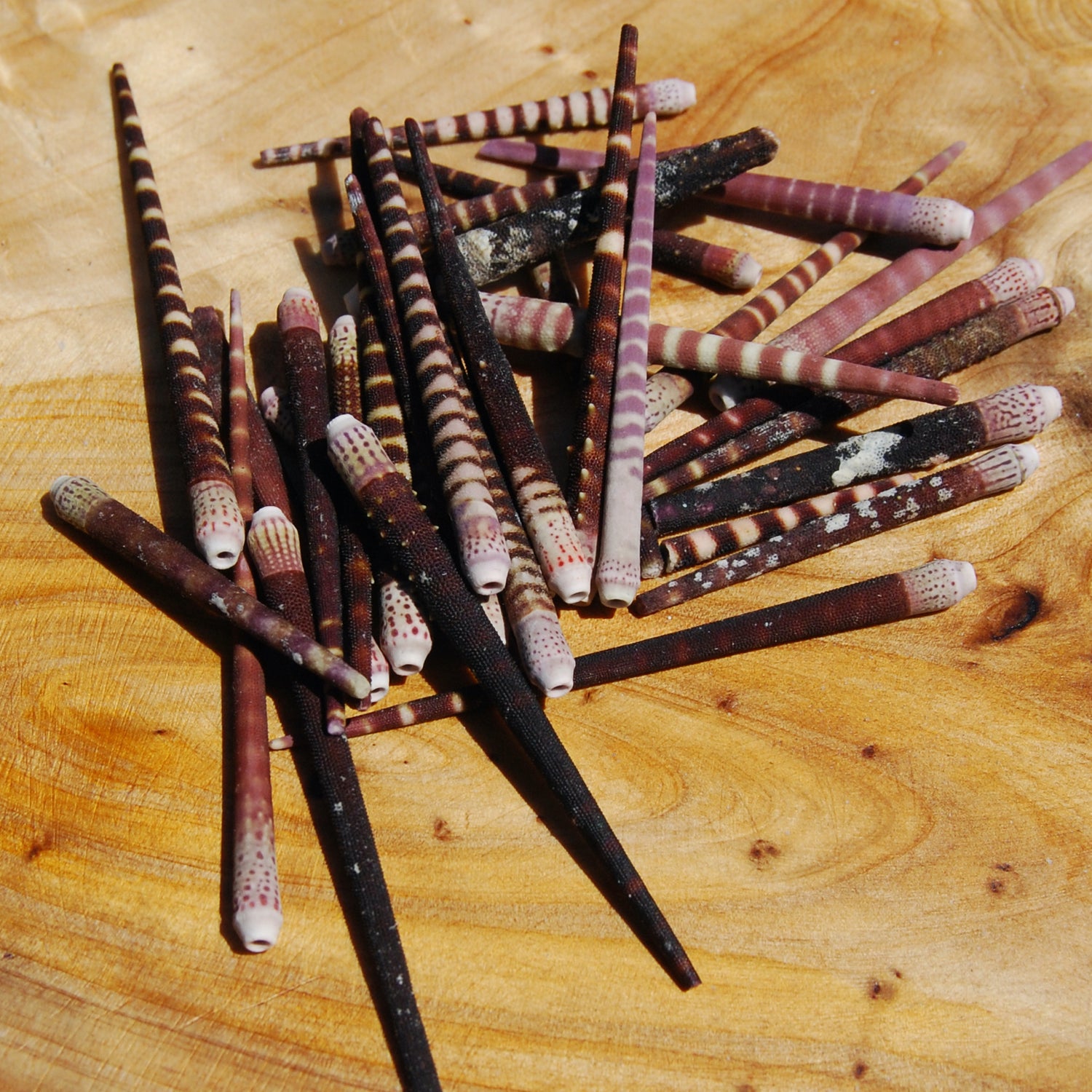 Tiger Urchin Spines Purple