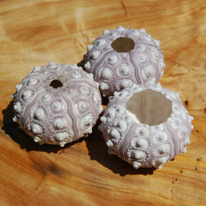 Sputnik Urchin Shell