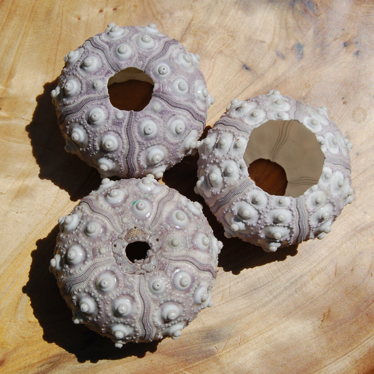 Sputnik Urchin Shell