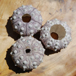 Sputnik Urchin Shell