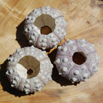 Sputnik Urchin Shell