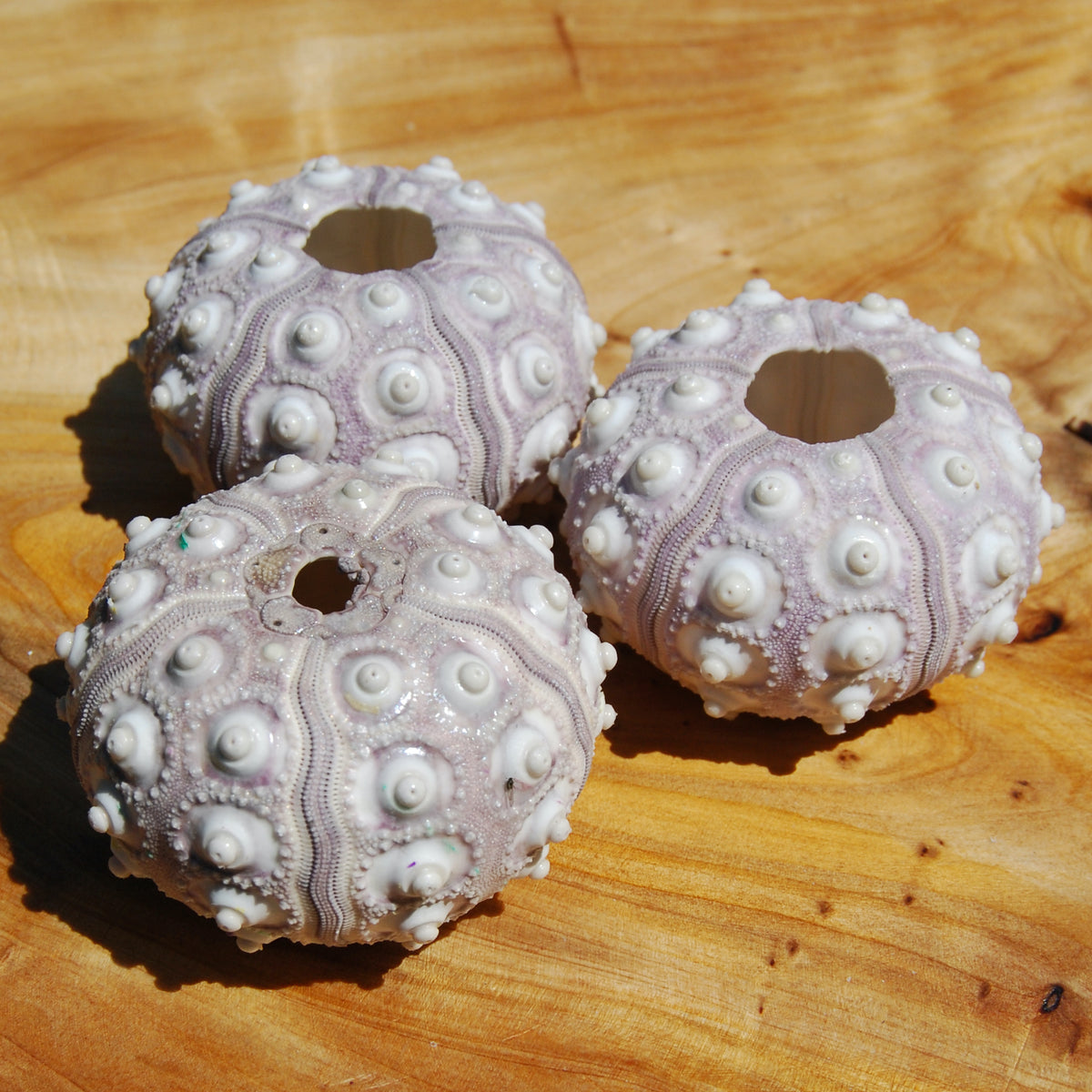 Sputnik Urchin Shell